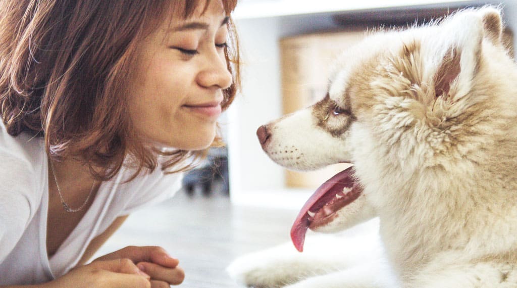 How to clean a dog collar?