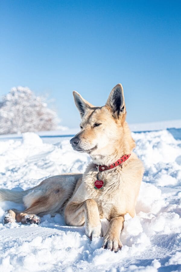 Best dog collar for stubborn dogs(Everything Explained)