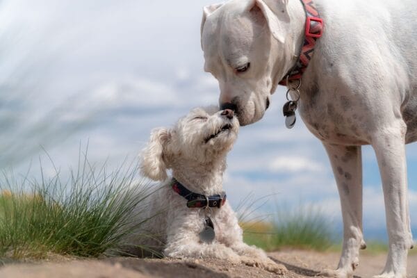 Best dog training collar for puppies