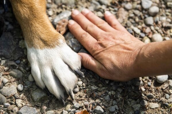 Best dog collar for stubborn dogs