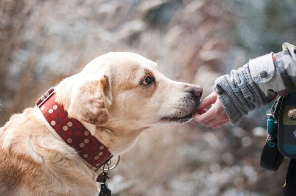 Collar activated dog feeder.