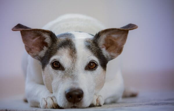 How to put a collar on a dog?