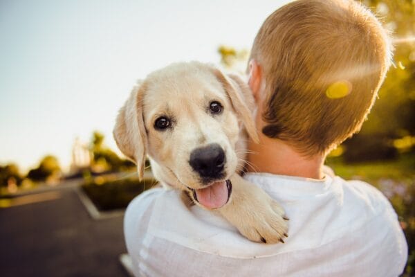 Best vibration collars for deaf dogs