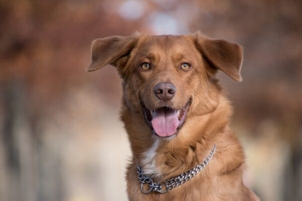 collar choking in dogs