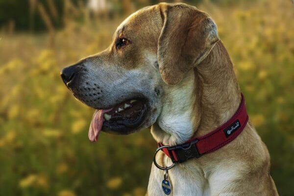 What does a red collar on a dog mean?