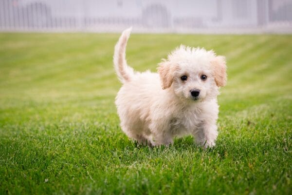 small dog bark control collar