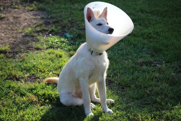 soft dog collar cone