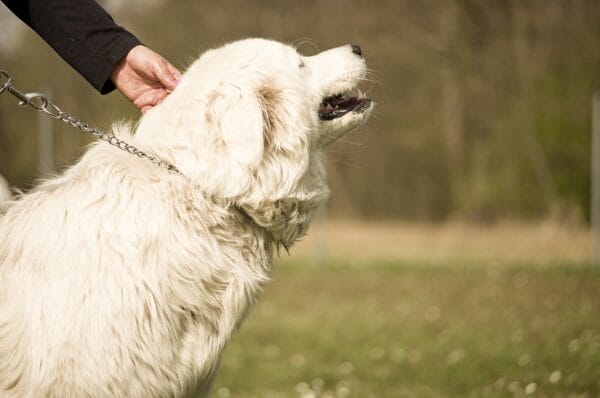 How to put a shock collar on a dog.