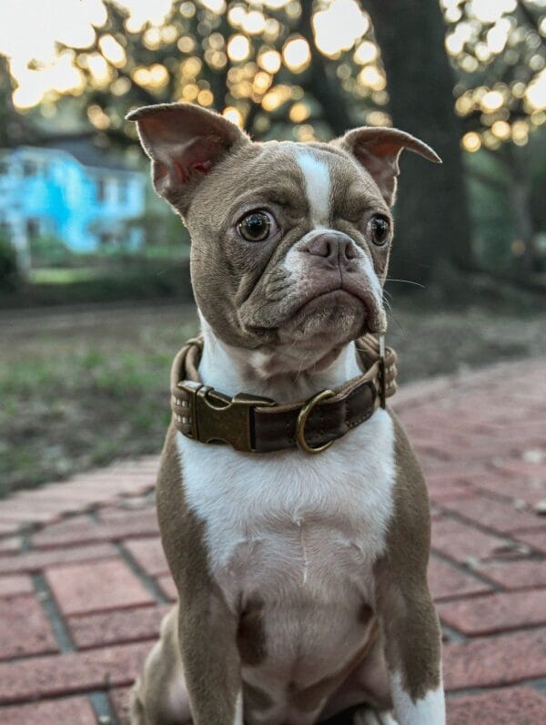 How to Make a Leather Dog Collar