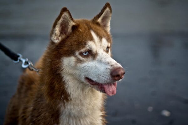 best shock collar for large dogs with thick fur