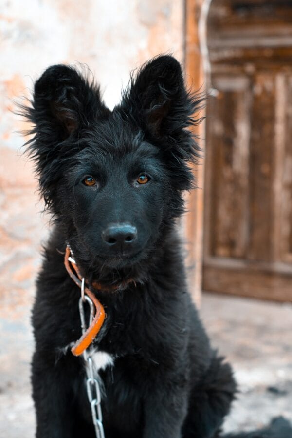 Dog Collar Piercings