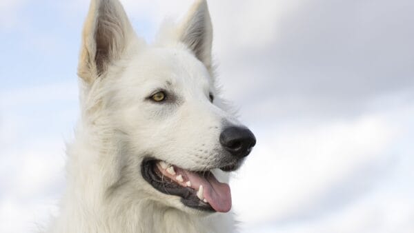 dog collar activated doggie door